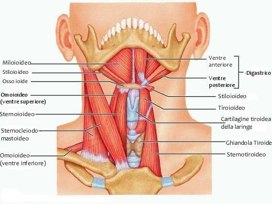 gnatologia posturale patologie dentali modificazioni occlusali e articolari bologna