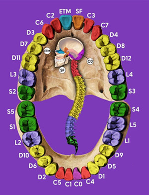 ortodonzia bologna
